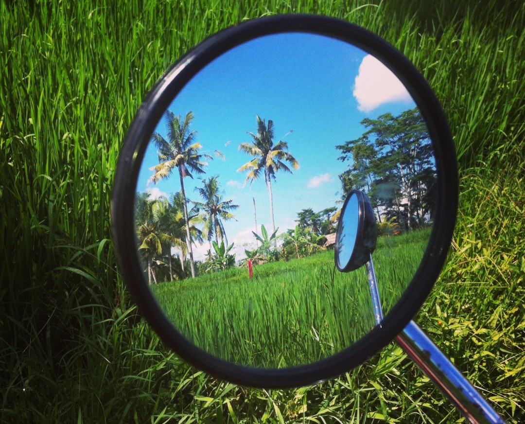 Living With Bugs In Bali What s With The Bali Bugs Bali Blog